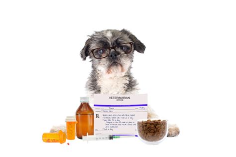 Gabapentin for Dogs: Usage, Dosage, and Side Effects | Pet Check Urgent ...