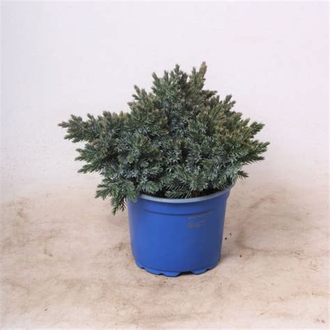 Juniperus squamata 'Blue Star' — Plant Wholesale FlorAccess