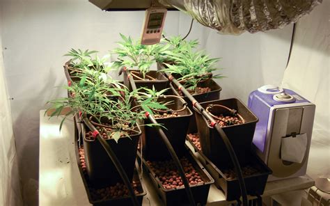 Odor Control Tips for Your Indoor Cannabis Grow Room | Leafly