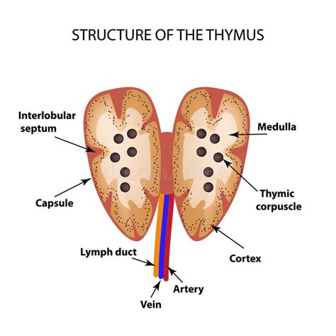 Thymus- Structure and Functions