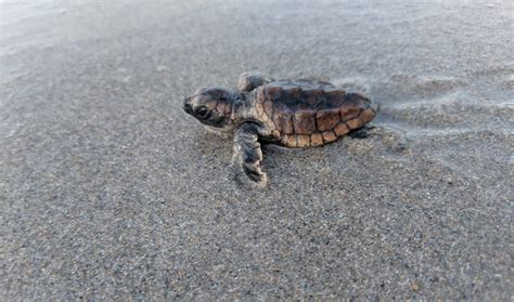 A Surge of Sea Turtle Hatchlings – Garden & Gun