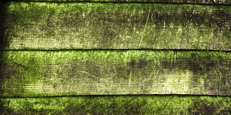 Algae on Fence: Removal Tips and Tricks - GFL Outdoors