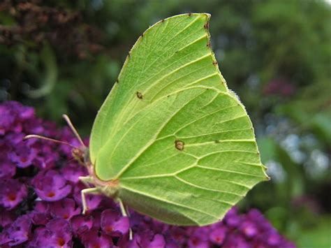 Brimstone Butterfly (Gonepteryx rhamni) - Ireland's Wildlife