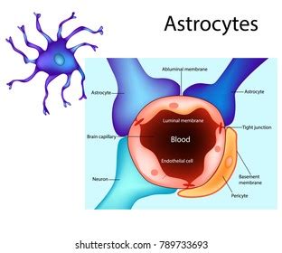 Astrocytes Diagram