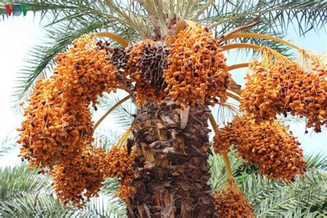 Biggest date palm garden in the Vietnam’s southwestern region