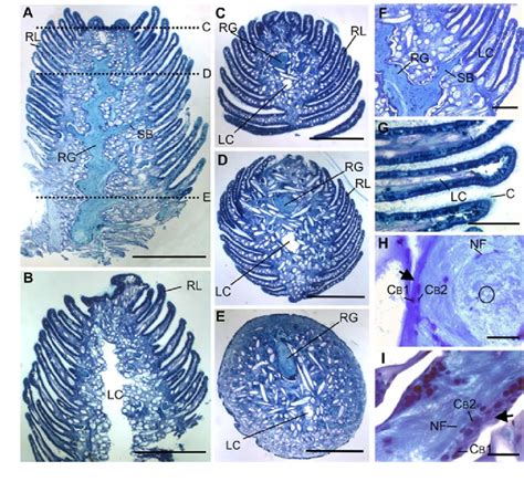 Histological overview of the rhinophore of Archidoris pseudoargus. a-e ...