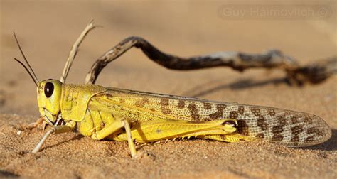 Langosta del desierto - EcuRed