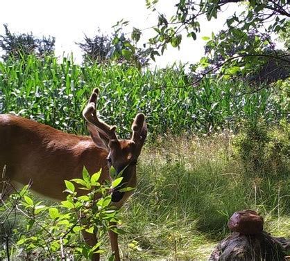 Here’s What Happens When A Buck Injures A Velvet Antler - Big Deer