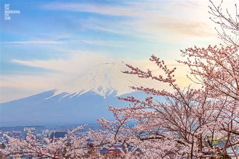 Cherry Blossoms at Fujiyoshida | Blossoms at Fujisan | Wall Art Prints