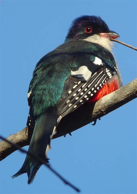 -Cuban Trogon (Priotelus temnurus) Perched, typical Trogon fashion ... | Pet birds, Pretty birds ...