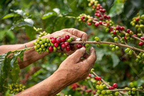 Premium Photo | A close up of a arabica coffee farmer's hands picking ...