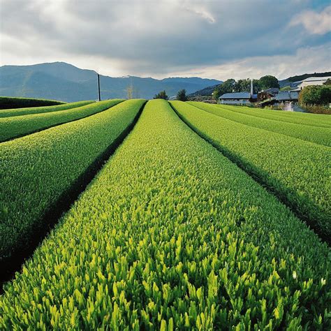 Exploring Tea Plantations in Japan: A Journey Through Tradition and Craft - Ste Magazine