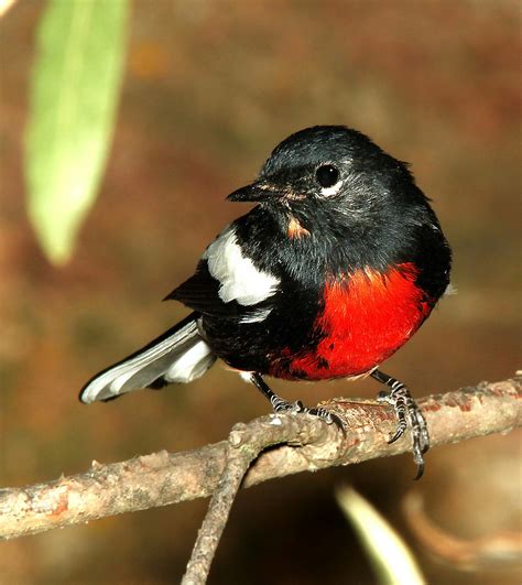 Black White Red Chested Bird Perched on Stem Closeup Photography during Daytime · Free Stock Photo