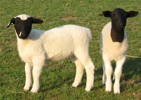 10 most popular breeds of wool,meat and dairy sheep | Sheep breeds, Sheep farm, Animals