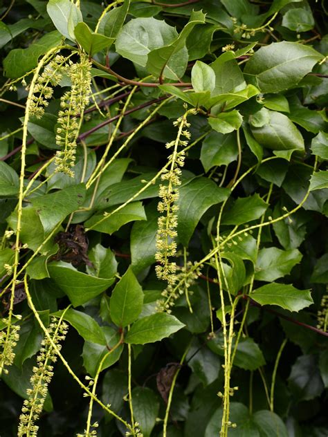 Itea ilicifolia – Ballyrobert Gardens