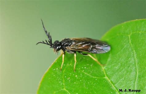 Rosie defoliators: Roseslug sawfly, Endelomyia aethiops, Curled rose ...