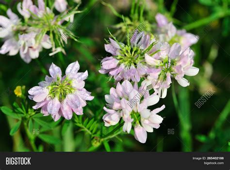 Meadow Flowers, Meadow Image & Photo (Free Trial) | Bigstock