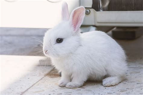 Cute liffle white rabbit with his pink ears standing up #rabbit #pet #animal #bunny #cute | かわいい ...