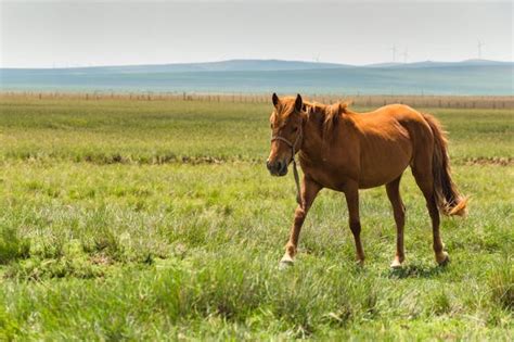 What Is Ketamine for Horses? [Comprehensive Answer] - Nahf.org