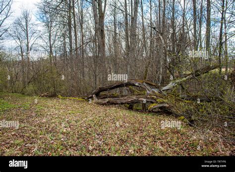 pile of fireplace log wood in open air in countryside Stock Photo - Alamy