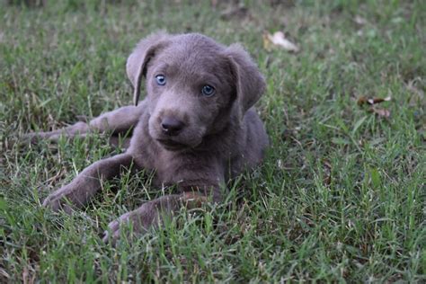 Labrador Retriever Puppies For Sale | Batesville, AR #238619