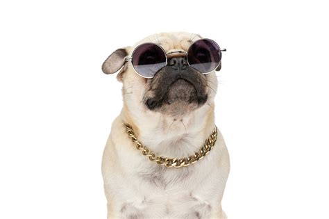 102 Gangster Dog Names: Unleash Your Pet's Inner Boss!