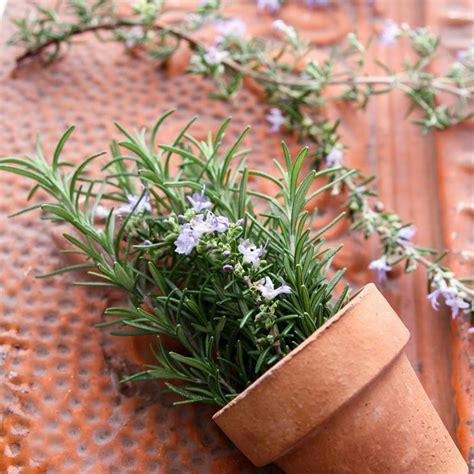 Rosemary Herb Seed - 125 mg - Non-GMO, Heirloom, Open Pollinated - Culinary Herb Gardening Seeds ...