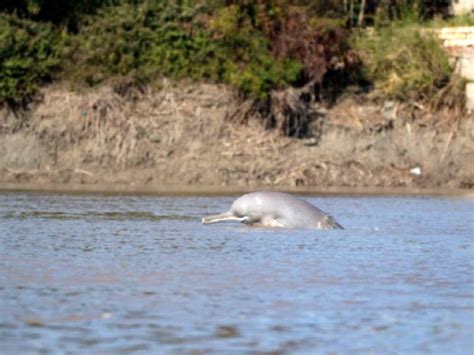 Endangered Indus Blind Dolphins require immediate help