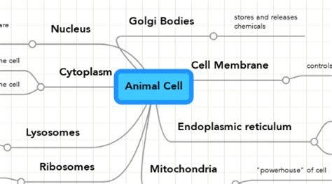 Animal Cell | MindMeister Mind Map