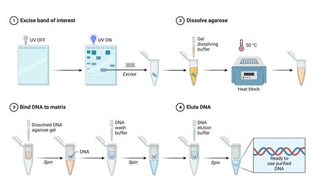 DNA Gel Extraction | BioRender Science Templates