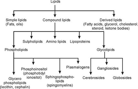 Simple Lipid Structure Diagram