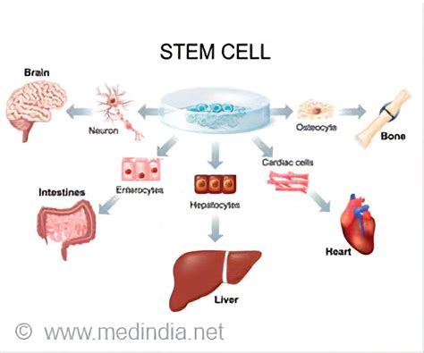 Stem Cell Therapy