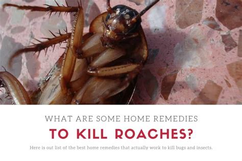 How Does Boric Acid Kill Roaches? (Does It Work, Is It Effective?)