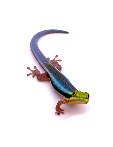 Phelsuma klemmeri