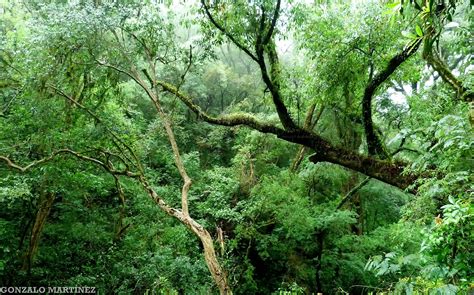 Archivo:Selva montana de las Yungas en Catamarca, Argentina.jpg - Wikipedia, la enciclopedia libre