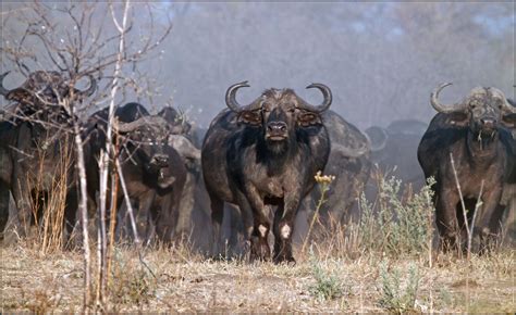 Cape Buffalo Herd On Full Alert - Syncerus caffer | These Ca… | Flickr