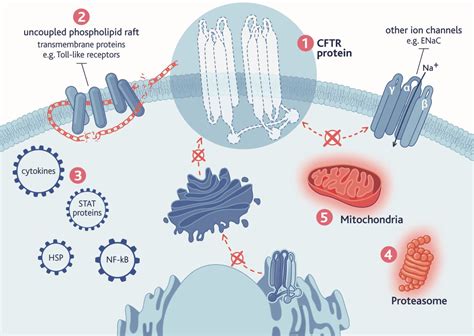 Cystic Fibrosis Treatment Options