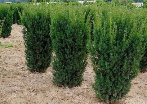 Hicks Yew | Hicks Yew Hedge - PlantingTree | Yew shrub, Hedges landscaping, Evergreen shrubs