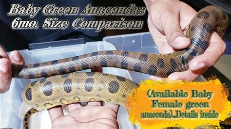 Baby Green Anacondas,6mo. Size Comparison/Available baby female anaconda 😁🐍 - YouTube