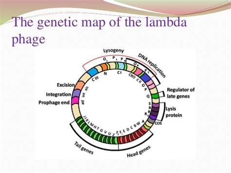 Lamda phage[1]