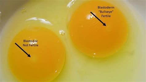 Are Eggs with Blood Spots Safe to Eat?| Meyer Hatchery Blog