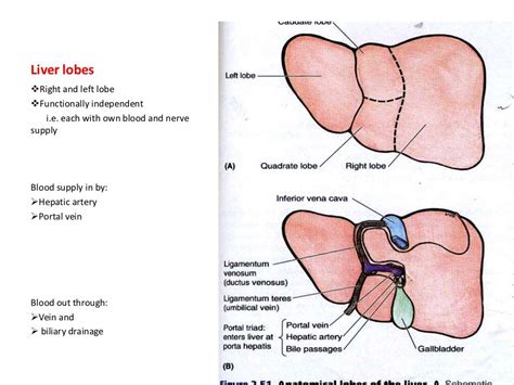 Liver anatomy