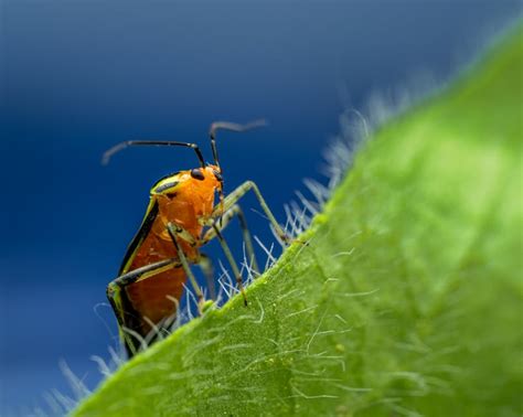 Green Caterpillar · Free Stock Photo