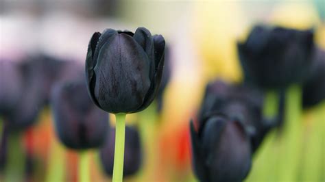 Black tulip flowers wallpaper | flowers | Wallpaper Better