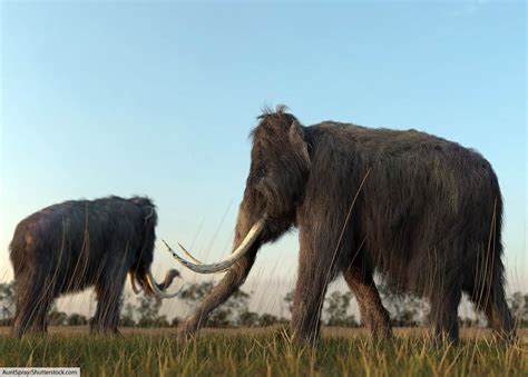 Woolly Mammoth Facts For Kids & Adults: Meet A Famous Ice Age Animal