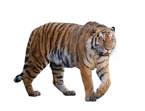 Large tiger isolated on white. Background , #Sponsored, #tiger, #Large, #isolated, #Background ...