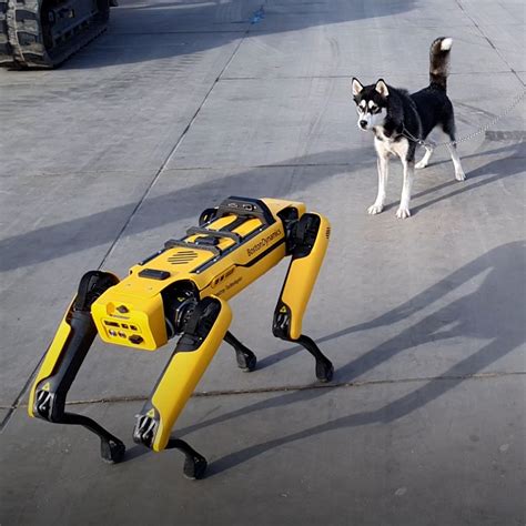 Robot dog meets real-life husky