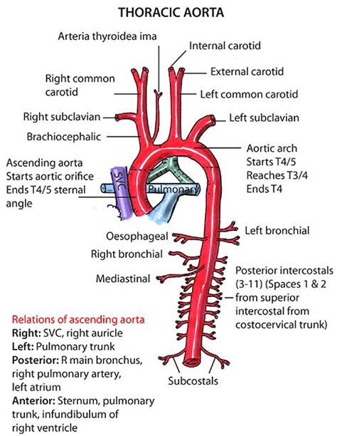 Instant Anatomy - Thorax - Vessels - Arteries - Ascending aorta ...