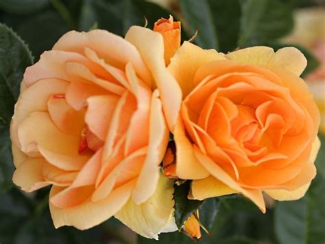 Available Online | Rose floribunda Queen Bee | Ashwood Nurseries