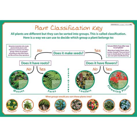 Classifying Plants poster | Findel International